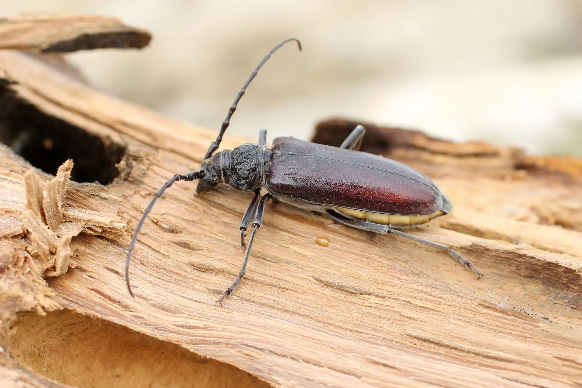 Capricorne des maisons, insecte xylophage ravageur des bois résineux