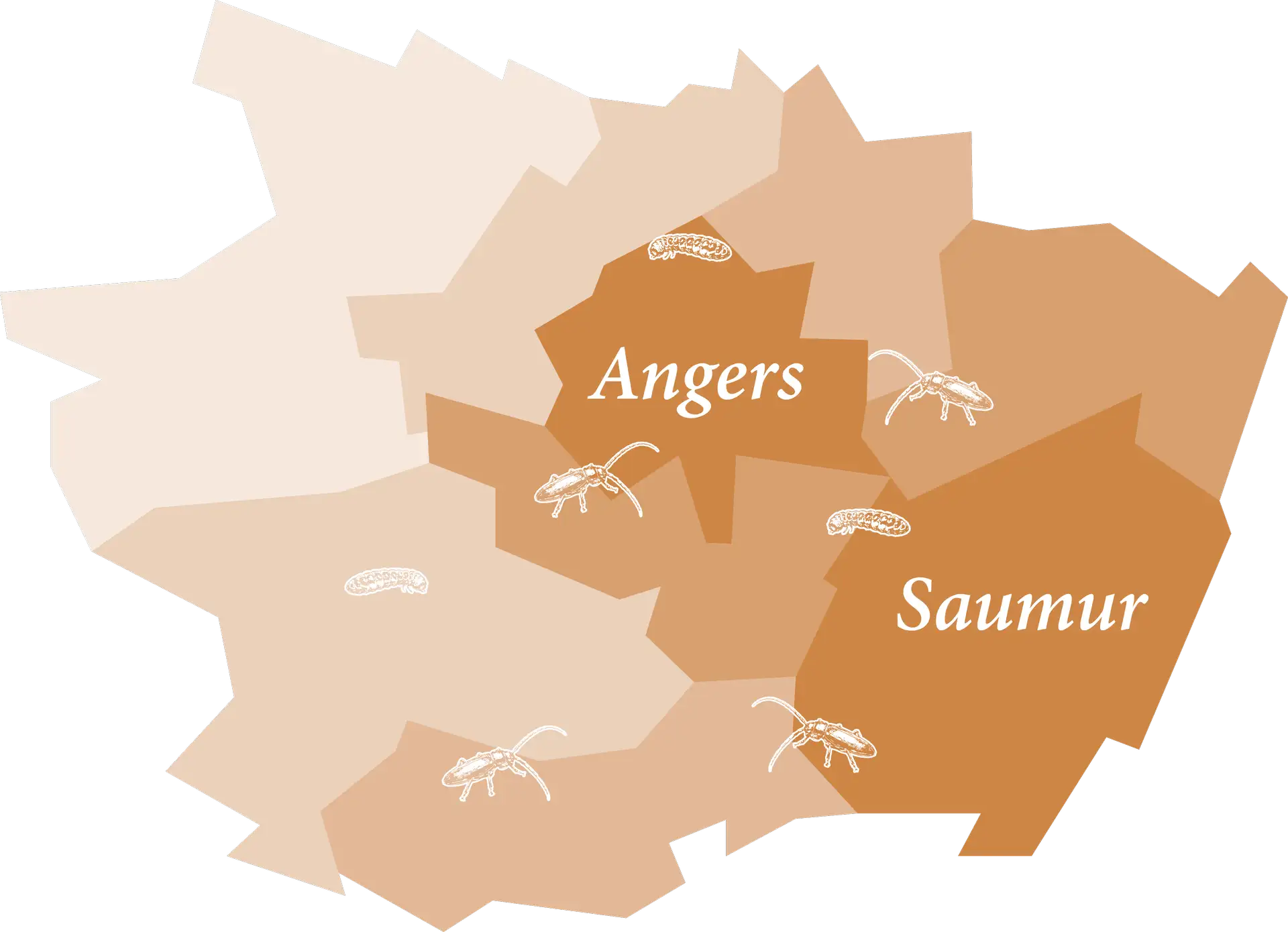 Carte des zones à risque d'insectes xylophages en Maine-et-Loire