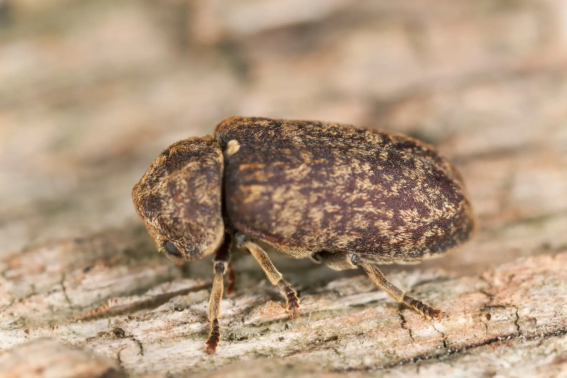 Grosse vrillette, insecte xylophage ravageur du bois