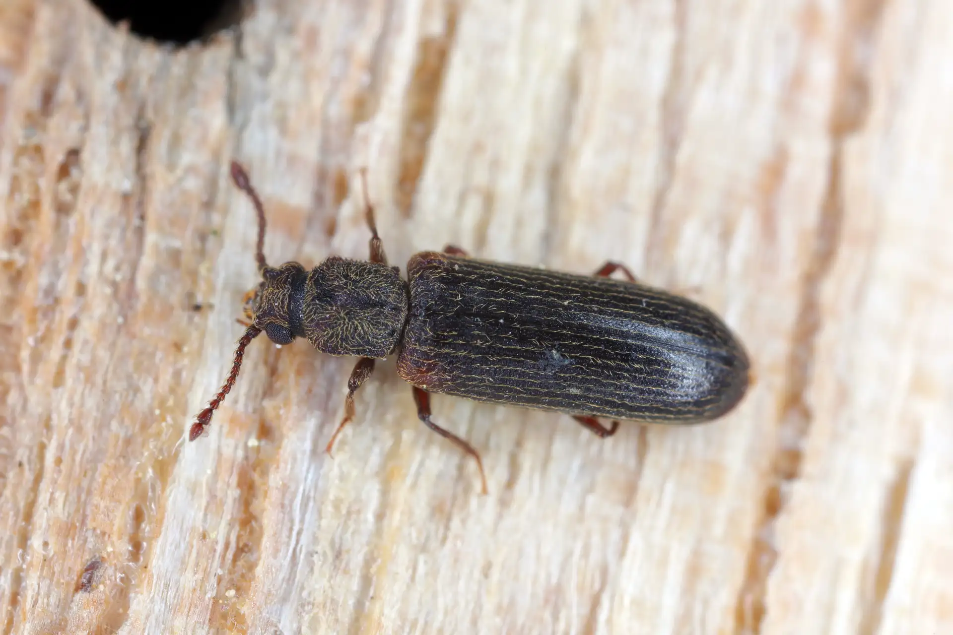 Lyctus, insecte xylophage ravageur du bois