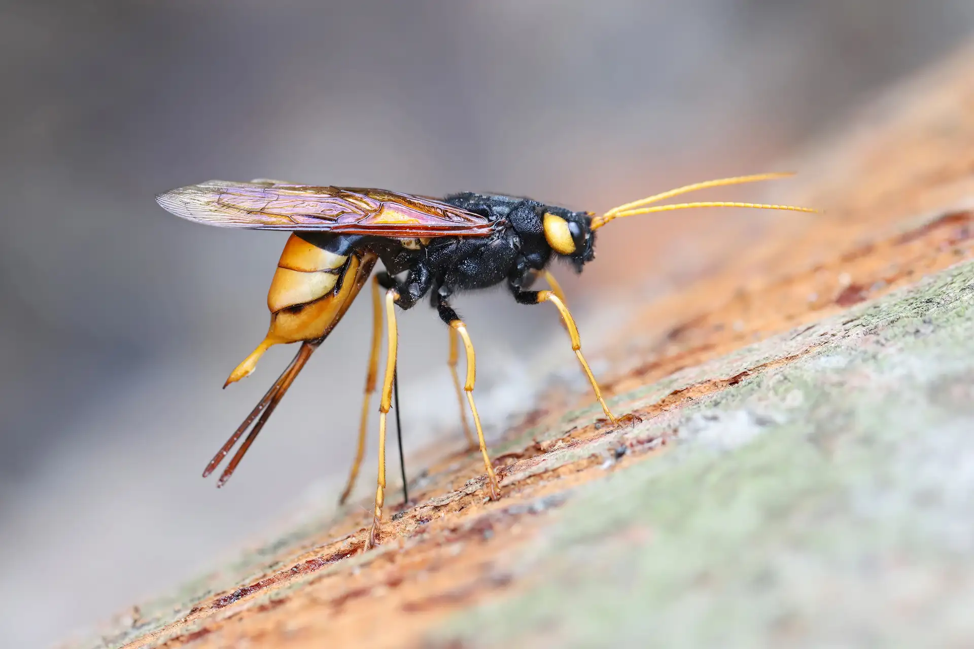 Sirex, guêpe du bois, insecte xylophage