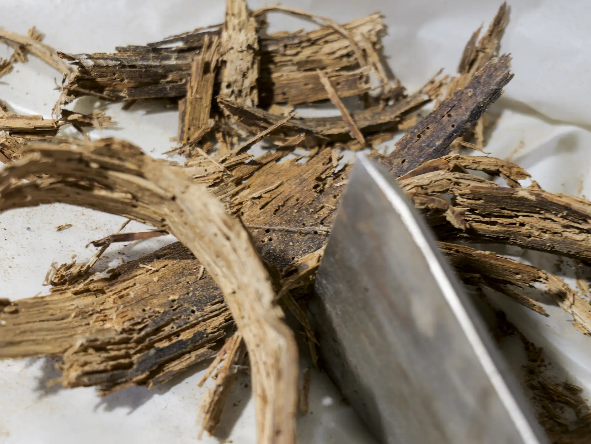 Copeaux de bois attaqué par les termites lors d'un diagnostic à Angers