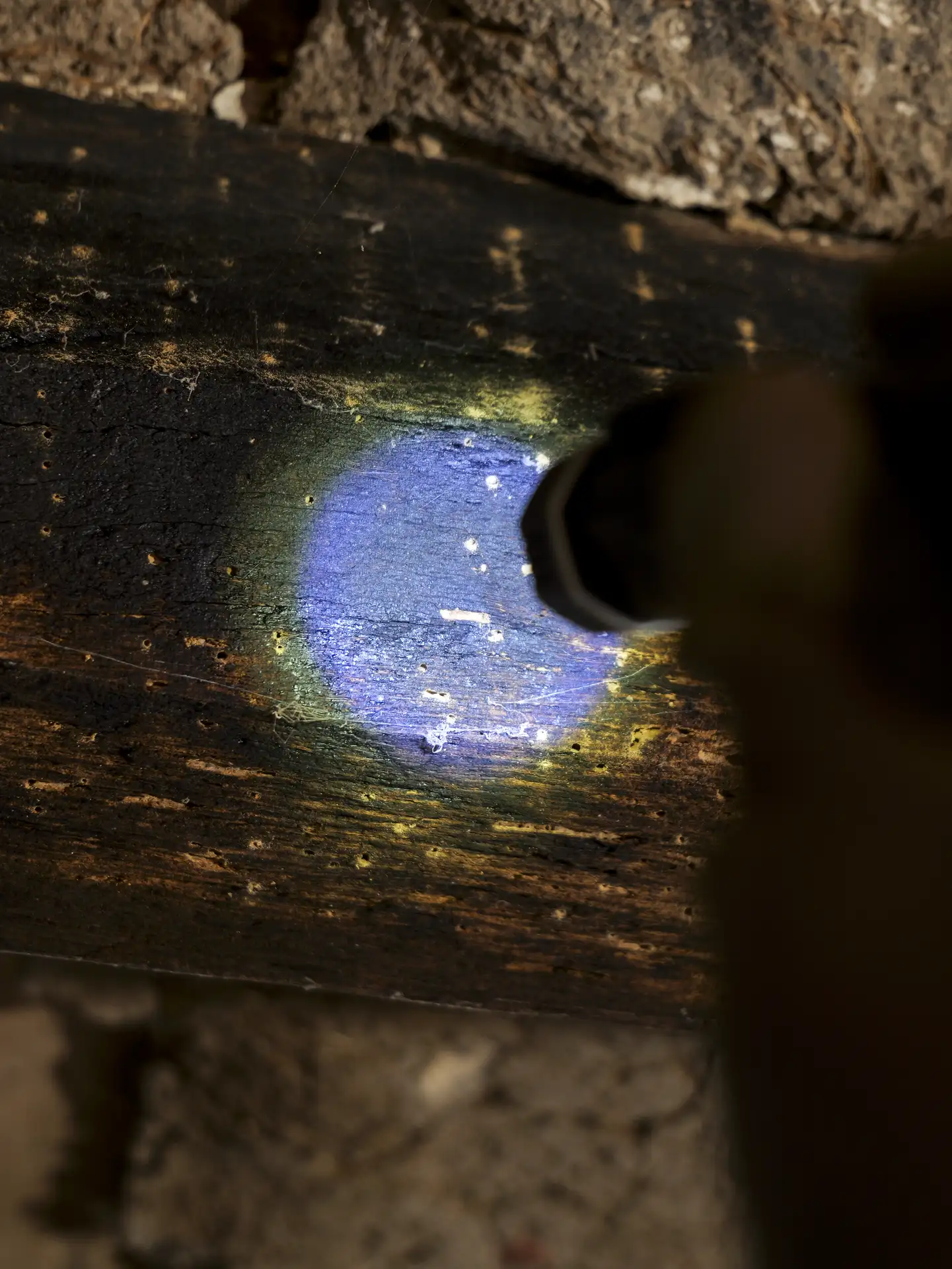 Contrôle à la lampe UV d'une poutre en bois pour détecter la mérule à Angers