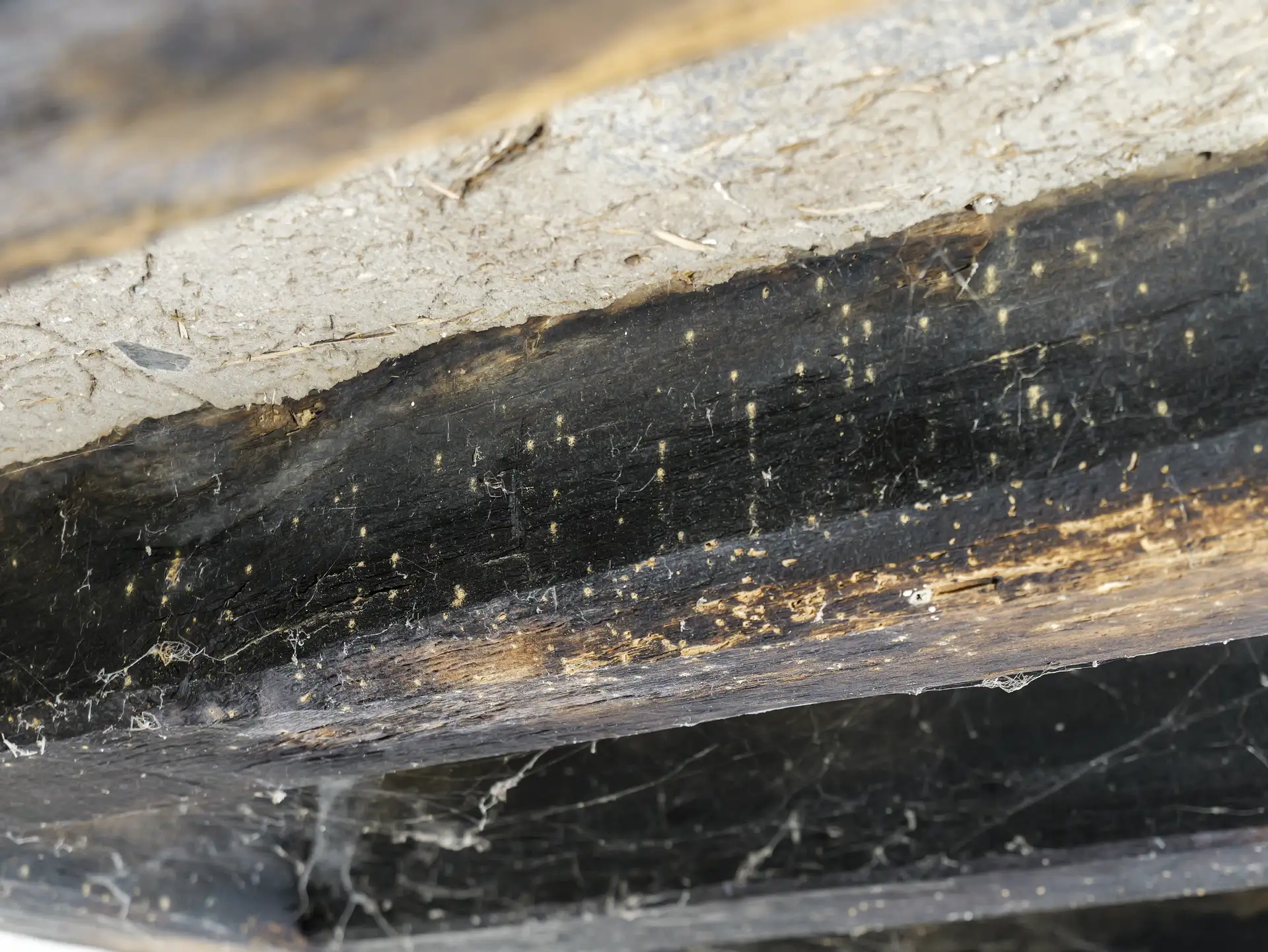 Poutre en bois marquée par des traces d'insectes xylophages à Angers
