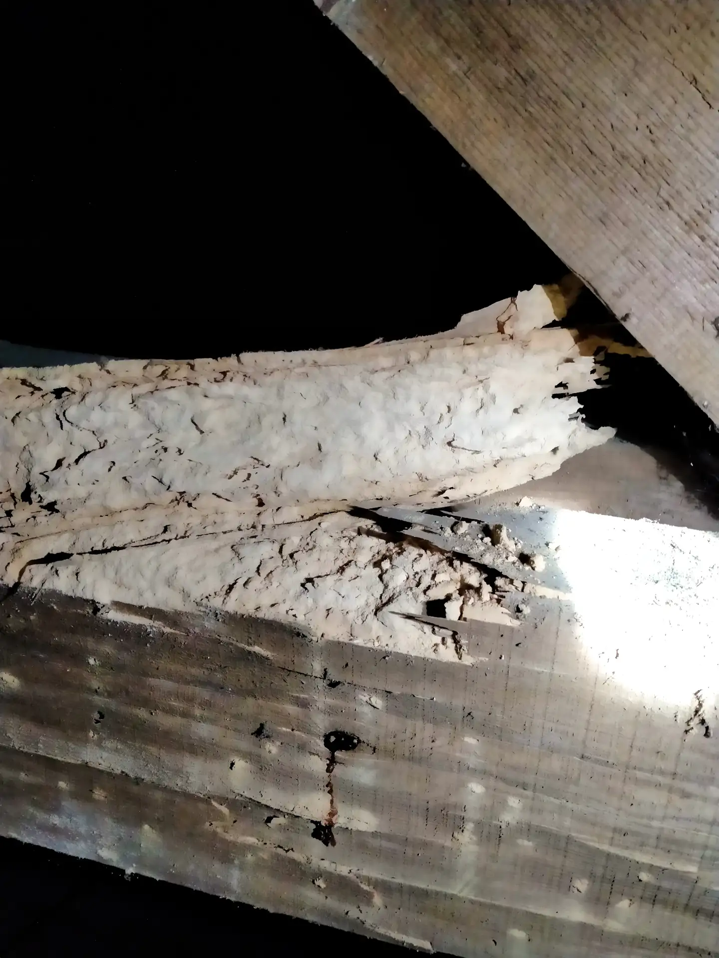 Cordons de terre de termites sur charpente en bois