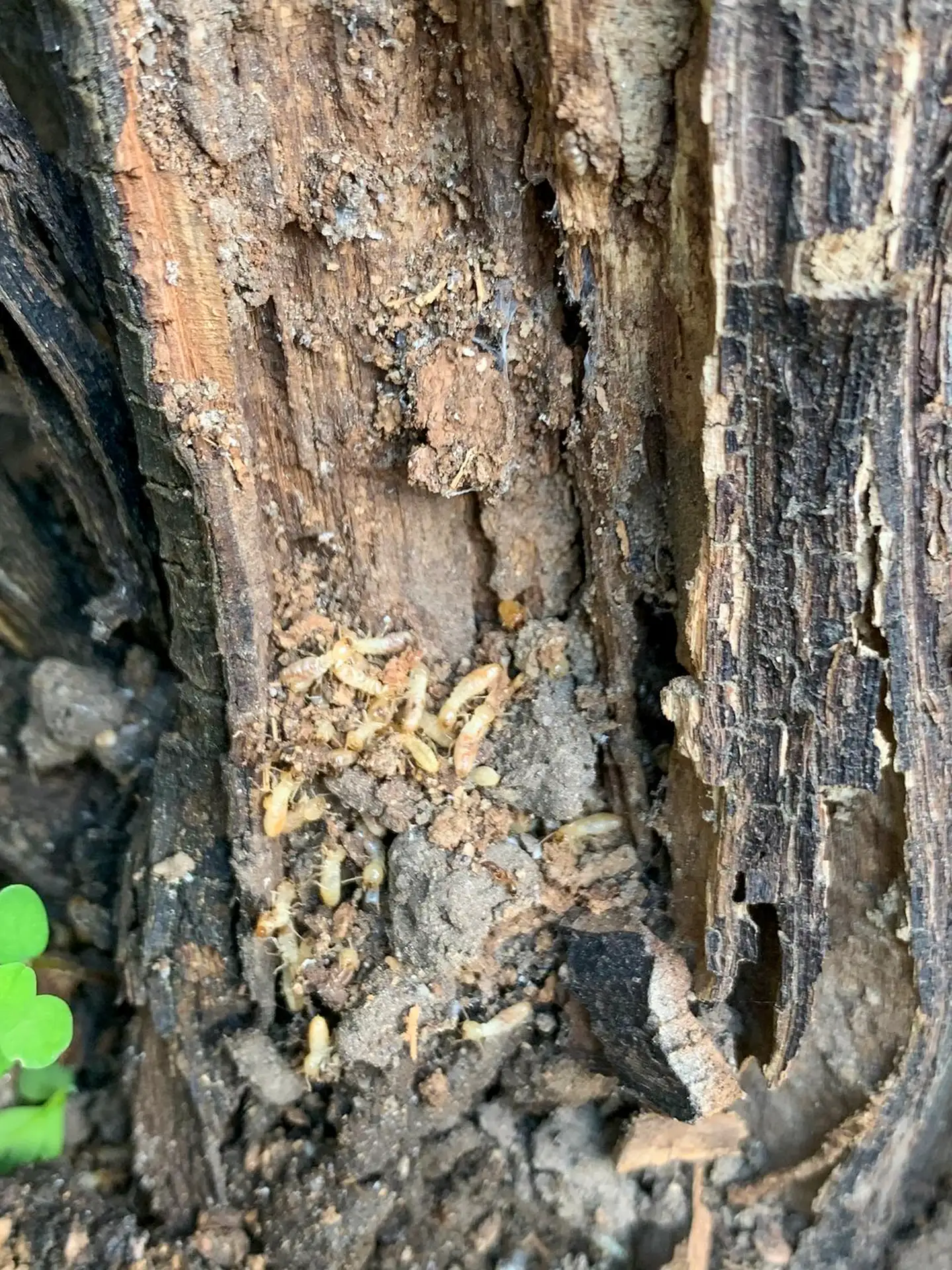 Larves de termites actives dans une souche de bois