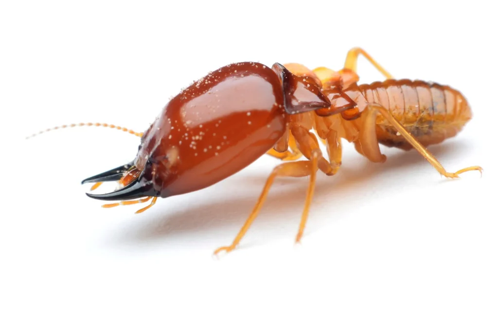 Les termites vivent en colonie et s'attaquent au bois sec de la maison